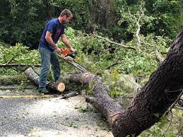 Professional Tree Care in Augusta, WI