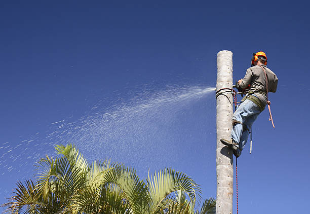 How Our Tree Care Process Works  in  Augusta, WI