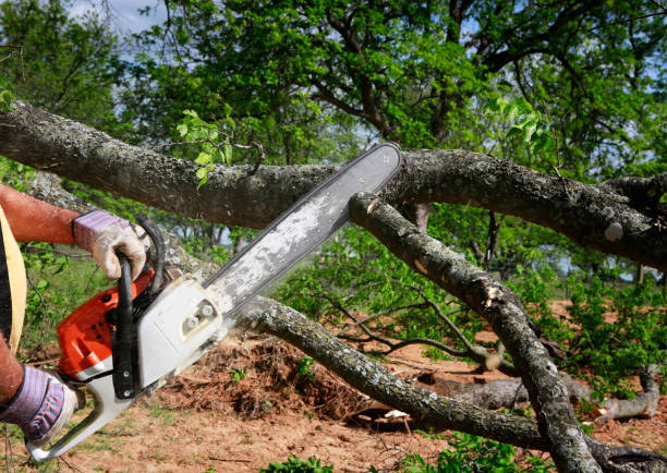 Best Tree and Shrub Care  in Augusta, WI