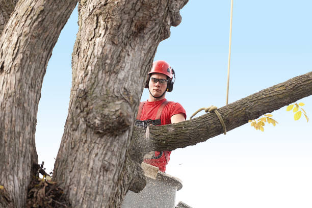 Best Fruit Tree Pruning  in Augusta, WI